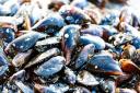 Mussels are among the shellfish identified