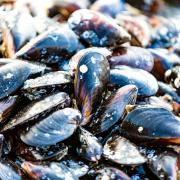 Mussels are among the shellfish identified