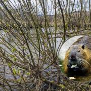 Resprouted beaver-felled trees at River Teith in Callander featuring a beaver
