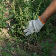 Gardeners have railed against weeds for centuries