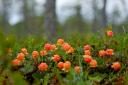 On a misty Highlands morning, hiking in the hills above Glen Almond, Caroline discovered a holy grail for foragers: the delicious, elusive, near-mythical cloudberry