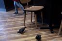 George Dale regularly spots these pigeons swanking about inside Greggs the Baker in Buchanan Street bus station, which makes our man mighty suspicious. Are they paying customers? And if so, where do they keep their wallets or spare change? 