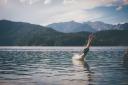 A man diving into a lake, enjoying a wild swimPicture: iStock/PA