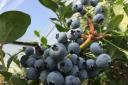 Scotland has long been synonymous with growing berries