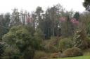 FACING THE AXE: Larch trees at Arduaine Garden, in Argyll, have been infected by a deadly fungus.