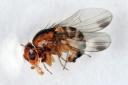 FLY: Pest could devastate fruit. © the James Hutton Institute