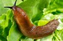 Grow Your Own: how to keep those pesky slugs at bay