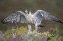 Operation Tantallon which targeted offences against peregrine falcons