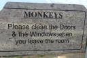 A reader visiting Sri Lanka didn't realise how intelligent the local monkeys are.