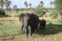 An elephant and calf on the plains of the Tarangire National Park          Photo: Mark Latham
