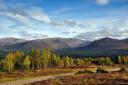 Rothiemurchus Estate looking towards the Cairngorms. Picture: Bill Dickie