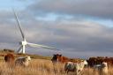 A WIND turbine at Auchenree, near Stranraer, working side by side with livestock farming
