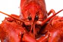 Kitching Cabinet: how to cook the perfect lobster