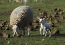 A ewe with her newborn lamb on Barmby Moor, East Yorkshire, during a period of fine spring weather. PRESS ASSOCIATION Photo. Picture date: Tuesday March 4, 2014. Photo credit should read: Anna Gowthorpe/PA Wire.