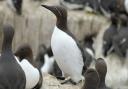The coastal area is home to auk birds such as guillemots. Picture: North Wales Police Rural Crime Team/Twitter