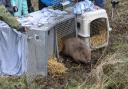 The beavers are released