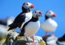 Puffins breed on the island