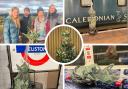 A Christmas tree which travelled from Stirlingshire to London on public transport