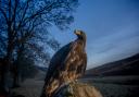 Onshore turbines are threat to endangered Scots birds of prey