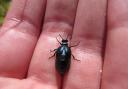 An oil beetle
