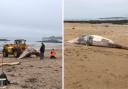 Second whale washes up on North Berwick beach