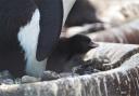 The northern rockhopper penguin chick was born on April 26