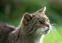 Scottish Wildcats living in the wild are ‘functionally extinct’ due to habitat loss and being bred out by mating with feral domestic cats.
