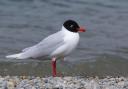 Increasing numbers of Mediterranean gulls in Scotland as record breeding marked