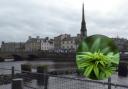 Cannabis (pictured) found on Green Street (not pictured) in Ayr (pictured)