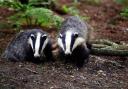 Badgers have not been killing lambs
