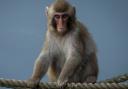 A Japanese macaque monkey has escaped Highland Wildlife Park in the Scottish Highlands