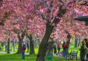 Cherry blossom in Edinburgh's Meadows on Saturday Pic: Gordon Terris