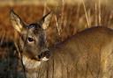 Roe deer are among the uninvited guests Dave Allan must cope with. Photograph: Jamie Simpson