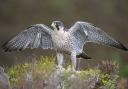 Operation Tantallon which targeted offences against peregrine falcons