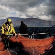 Farmed salmon is the UK's top food export