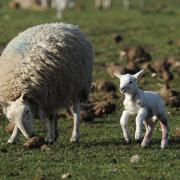 A ewe with her newborn lamb on Barmby Moor, East Yorkshire, during a period of fine spring weather. PRESS ASSOCIATION Photo. Picture date: Tuesday March 4, 2014. Photo credit should read: Anna Gowthorpe/PA Wire.