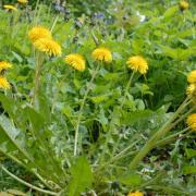 Gardening:  Six tips to deal with weeds
