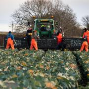 Scottish farmers unconvinced by Tory MP's plea to keep BST all year round