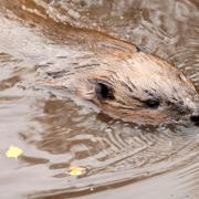 A beaver swimming in Scotland