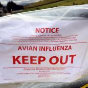 A generic image of a Avian Influenza notice.