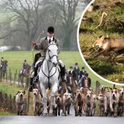 Anti-fox hunting group say new bill is 'monumental' but loopholes remain possible