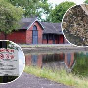 The Scottish Environment Protection Agency has revealed the cause of thousands of dead fish found in Richmond Park this month.