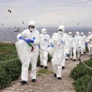 Rangers working on the Farne Islands off the Northumberland coast have donned protective suits
