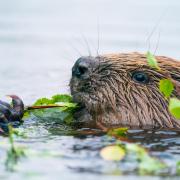 Beavers could soon be a common sight on Loch Lomond Pic: Wild Intrigue