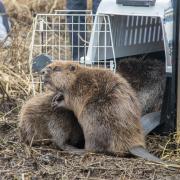 The beavers leave their cages