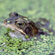 NatureScot’s iRecord website and app is easy to use and collects everyday wildlife sightings such as frogs so they can be checked by experts