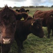 Agriculture accounts for 70 per cent of land use in Scotland, and according to NatureScot’s Farming with Nature Programme Manager, Daniel Gotts, the sector must now become a main driver of nature restoration.