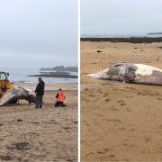 Second whale washes up on North Berwick beach