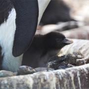 The northern rockhopper penguin chick was born on April 26