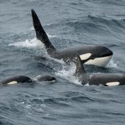 Orca live in family units called pods (stock pic)